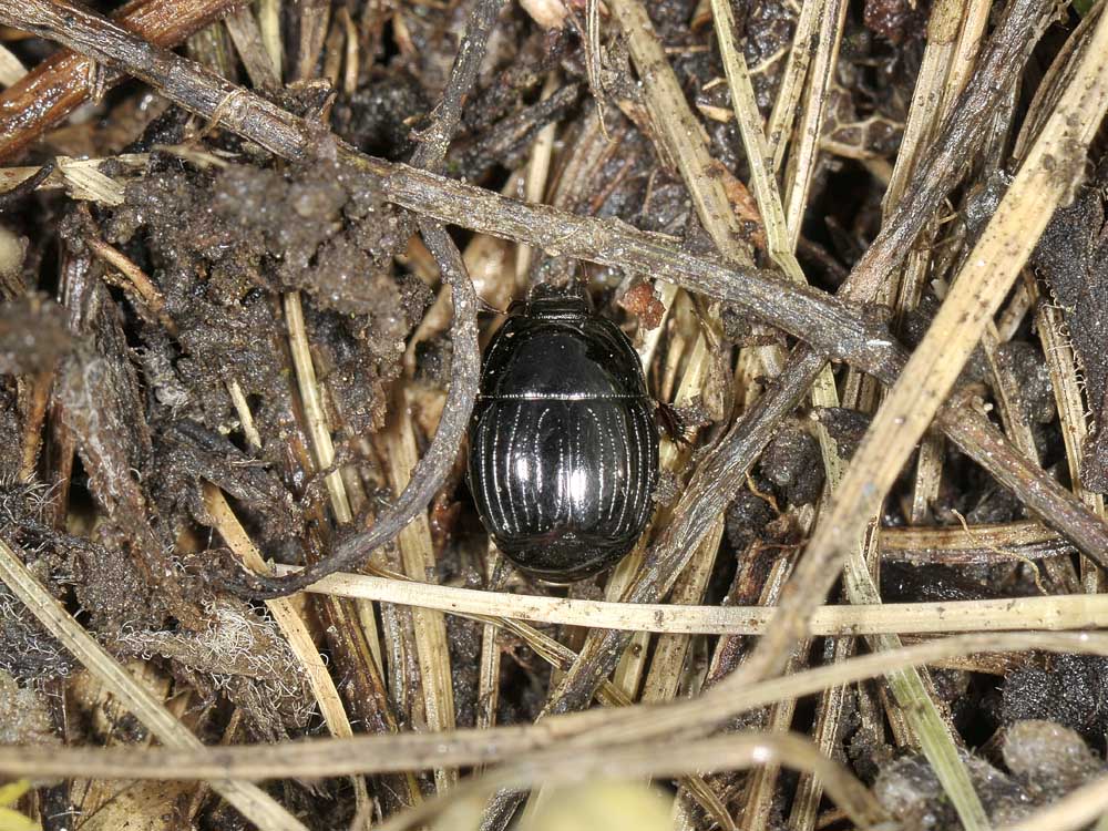 Histeridae? Si. Atholus duodecimstriatus